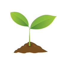 plant sprouting in soil icon